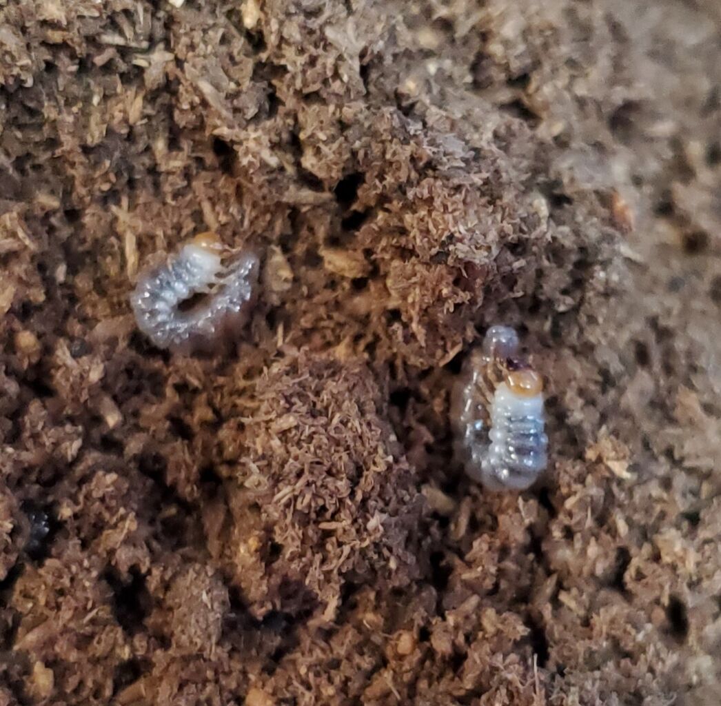 キンオニクワガタ 幼虫10匹セット