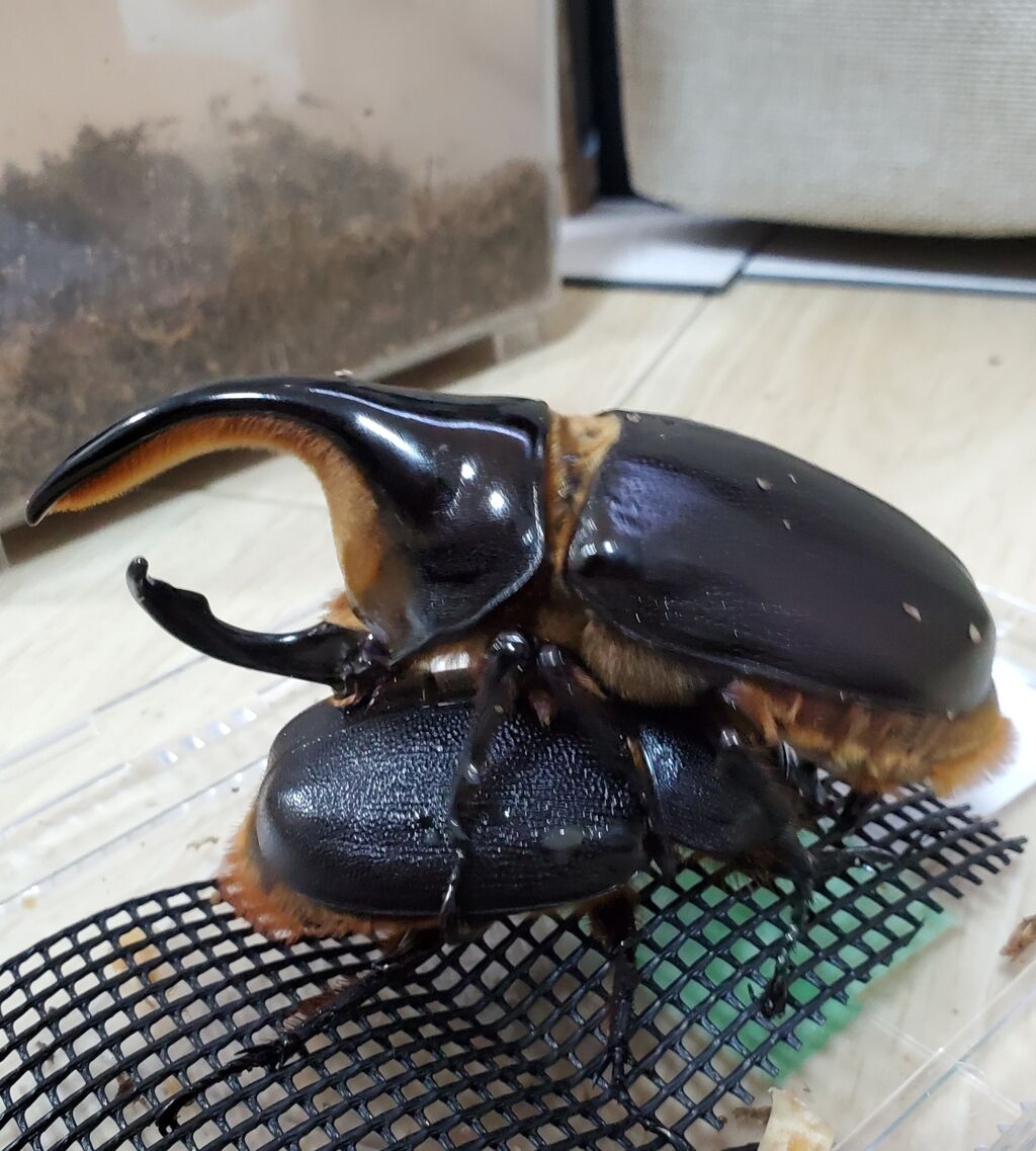 サタンオオカブト飼育記2022~ : クワガタ備忘録