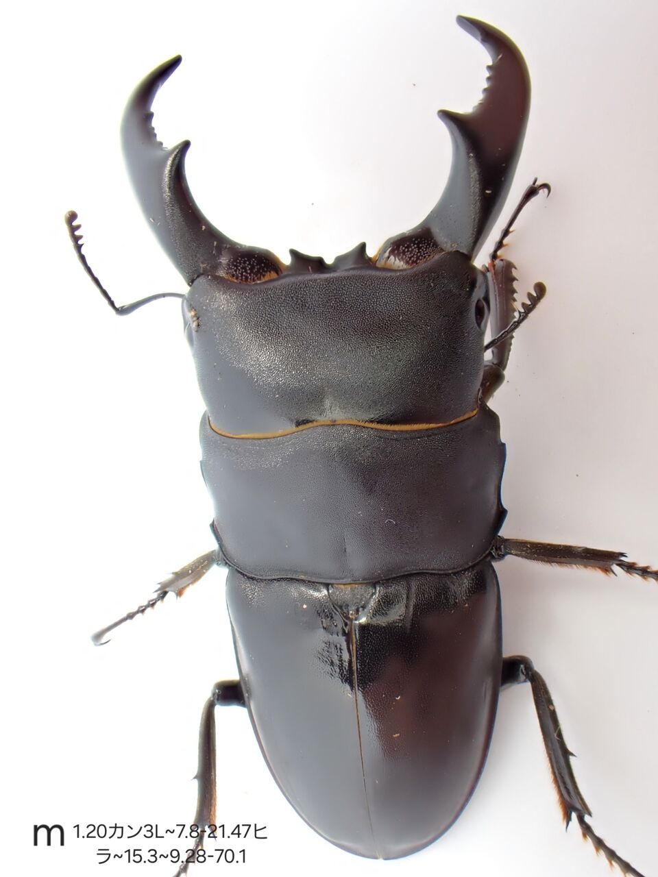 ⭐️サキシマヒラタ♂標本大型⭐️ Amazon | 【生体】サキシマヒラタクワガタ 25㎜UP 成虫 ペア