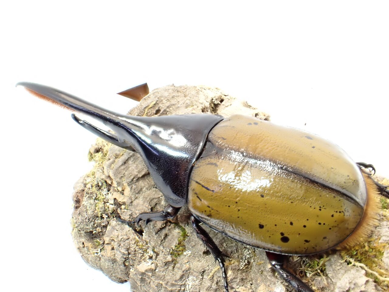 ヘラクレスオオカブト(オキシデンタリス)飼育記2023~ : クワガタ