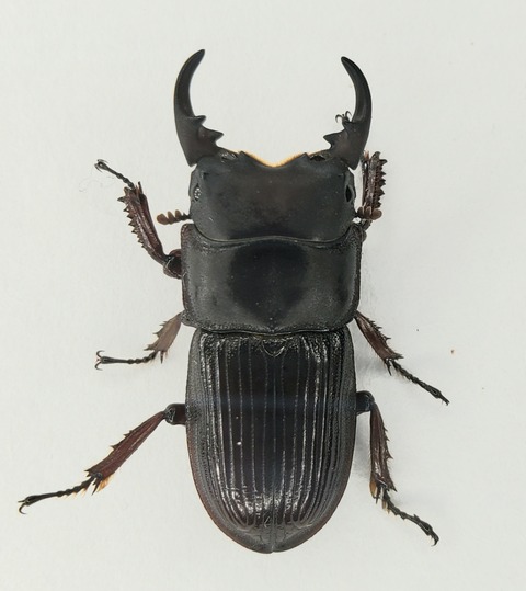 ヤエヤマネブトクワガタ 24~25ミリ 標本 ヤエヤマネブトクワガタ 24~25ミリ 標本 ヤエヤマネブトクワガタ