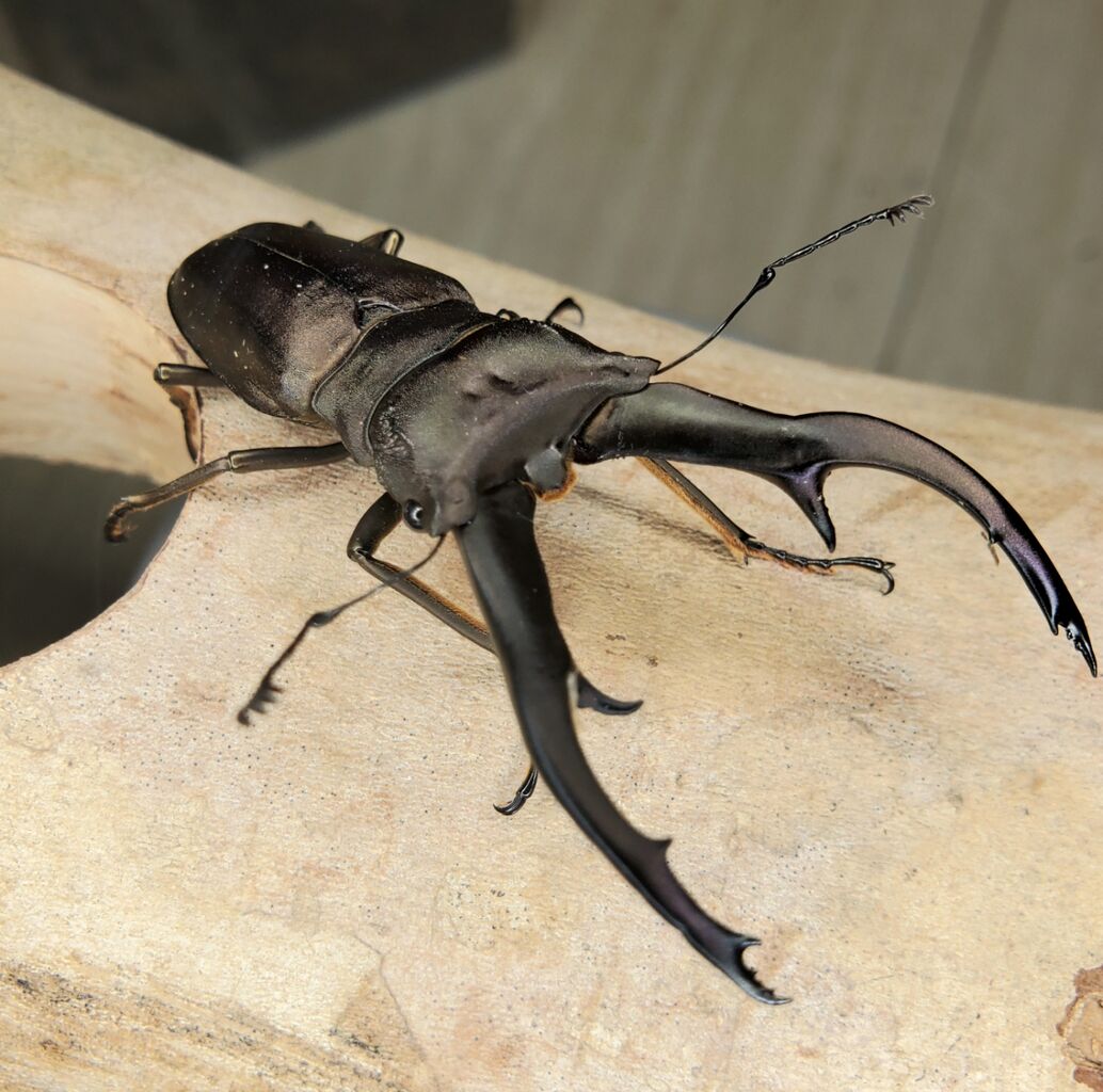 インペラトールホソアカ飼育記2022~ : クワガタ備忘録