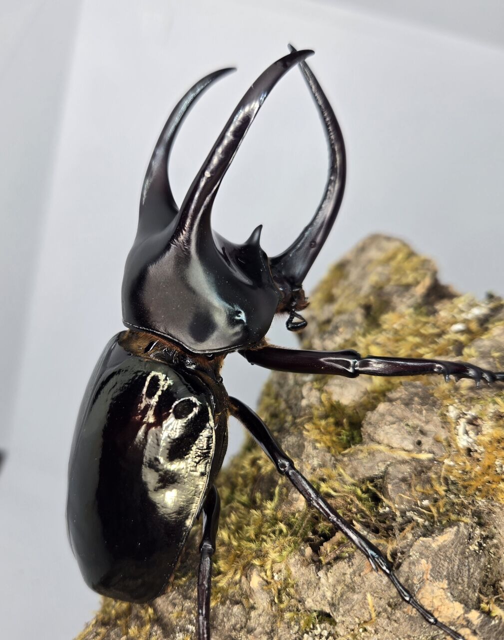 【2025年】エレガントファッションを上品に着 モーレンカンプオオカブト飼育記2023~ : クワガタ備忘録 生き物