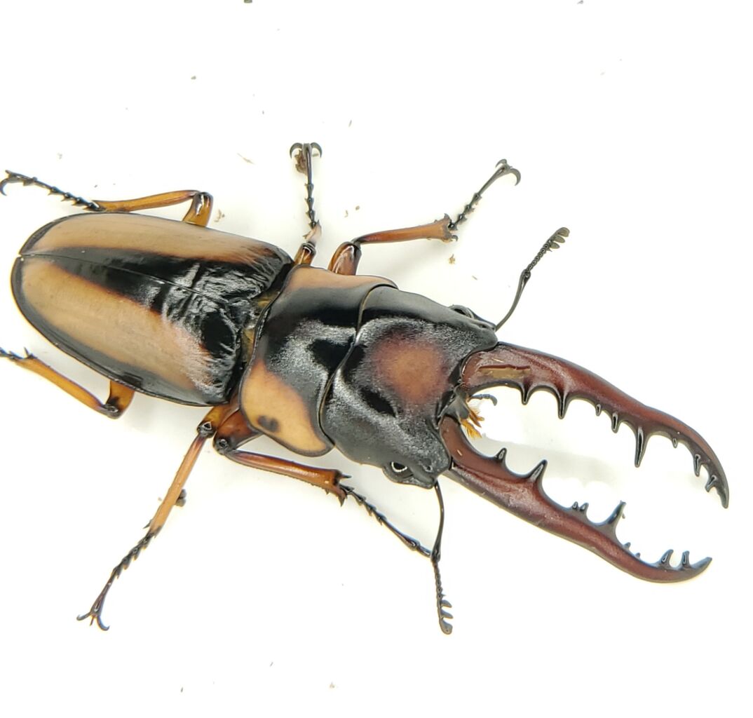 サバゲノコギリクワガタ　美品 飼育記】サバゲノコギリクワガタ(Prosopocoilus savagei
