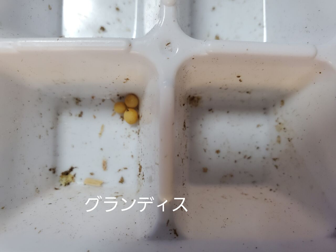 グランディスオオクワガタ(インド moriyai)飼育記2022