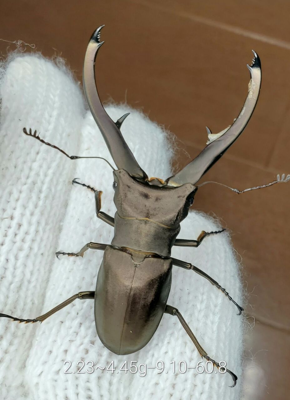 *大型　顎太良型　インペラトールホソアカ♂野外標本 インペラトールホソアカクワガタ 標本 - メルカリ