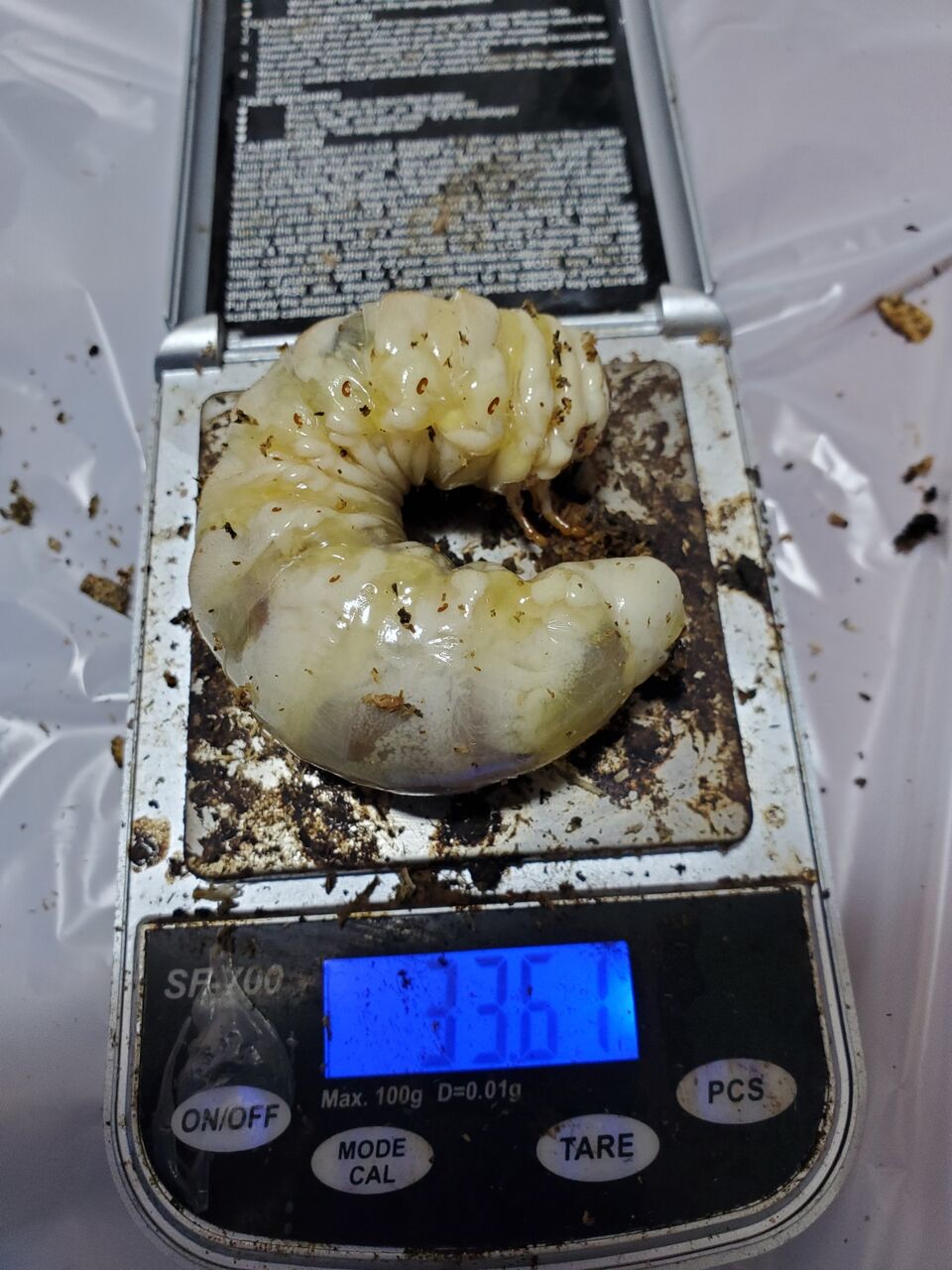 国産オオクワガタ(能勢SR)飼育記2023~ : クワガタ備忘録