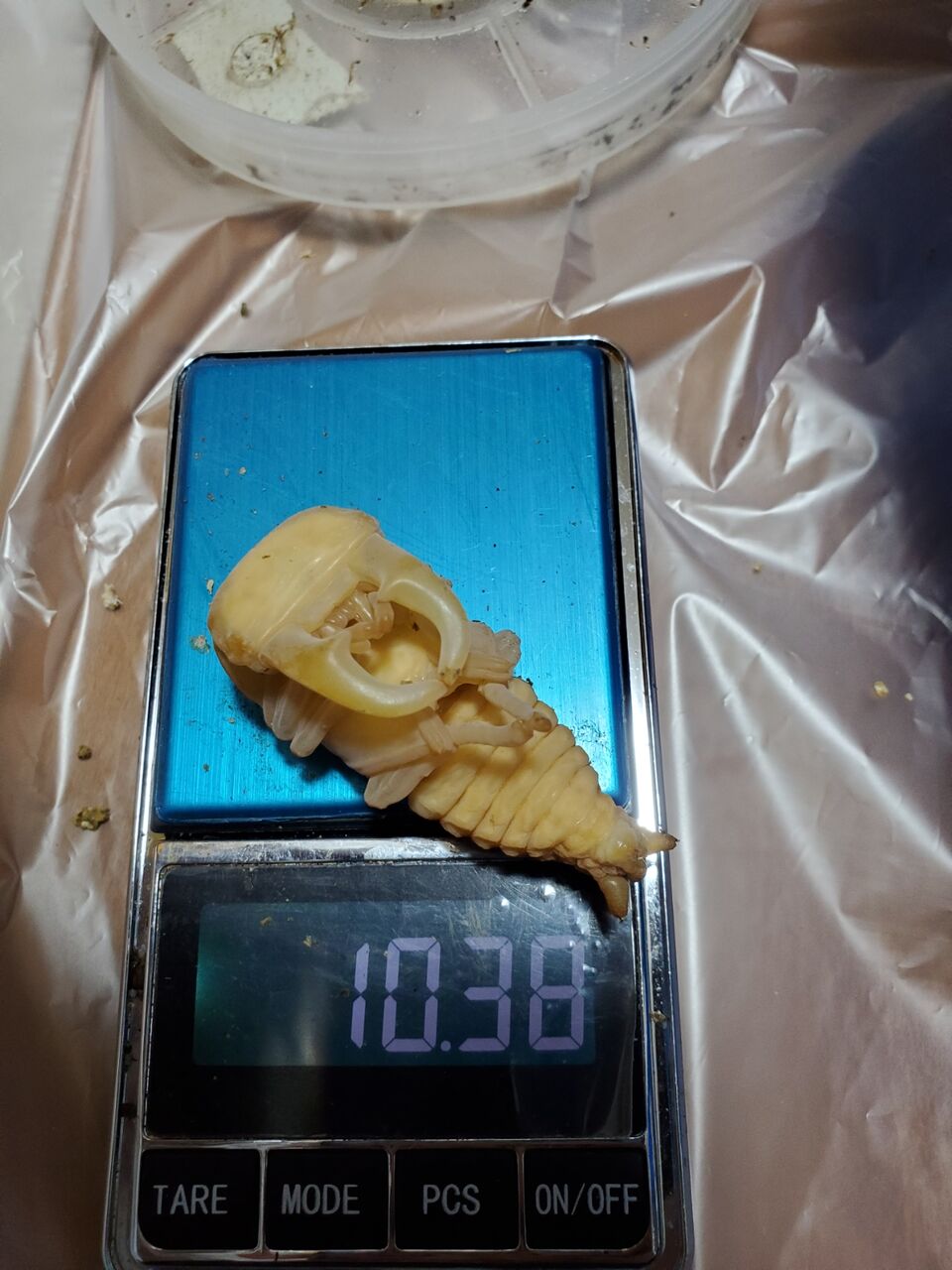 ⭐️サキシマヒラタ♂標本大型⭐️ Amazon | 【生体】サキシマヒラタクワガタ 25㎜UP 成虫 ペア