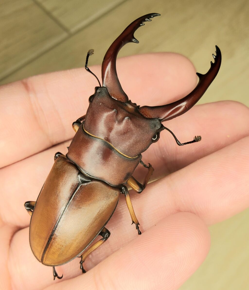 アスタコイデスノコギリ(pallidipennis)飼育記2021～ : クワガタ備忘録