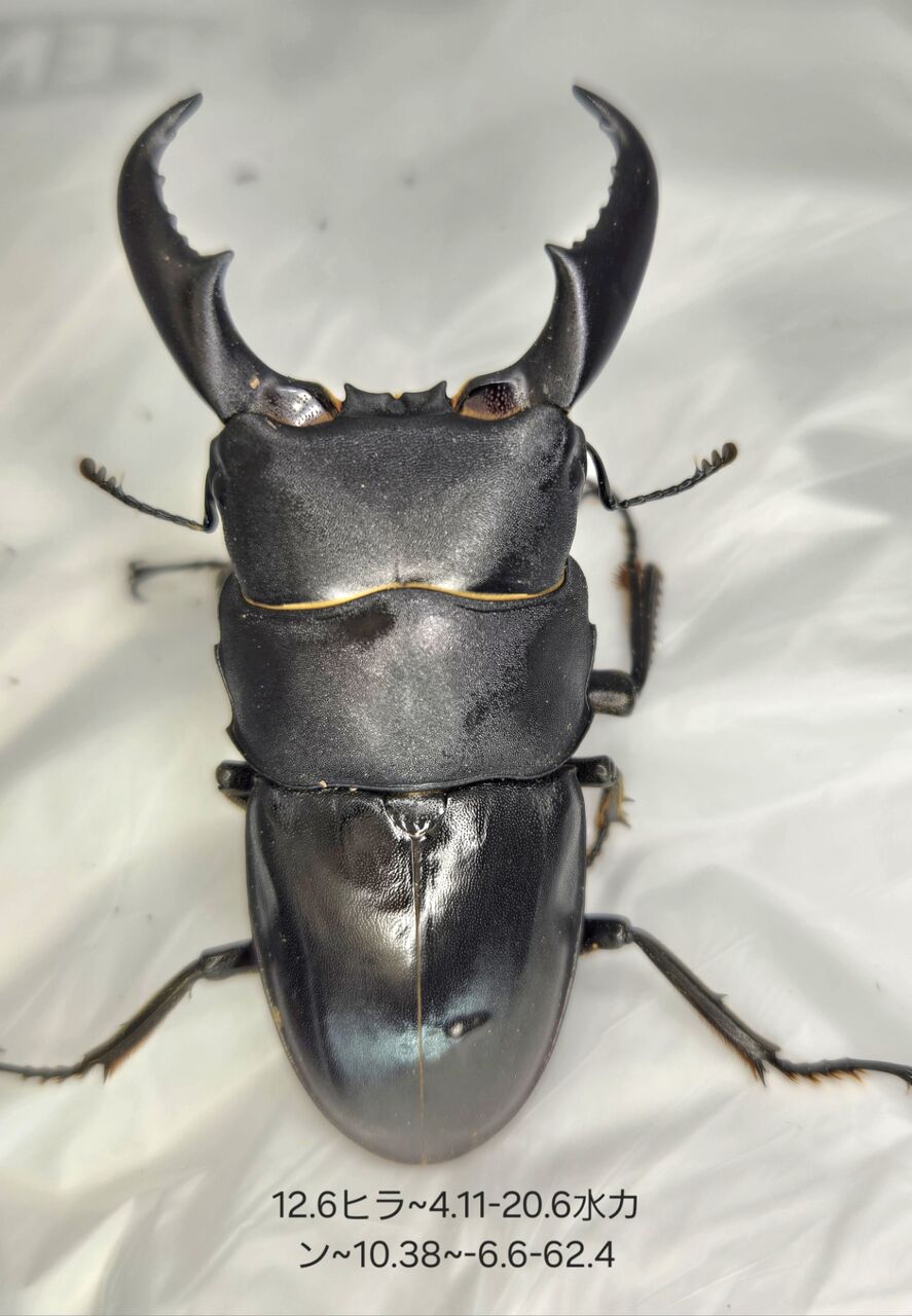 ⭐️サキシマヒラタ♂標本大型⭐️ 2025年最新】サキシマヒラタの人気アイテム - メルカリ