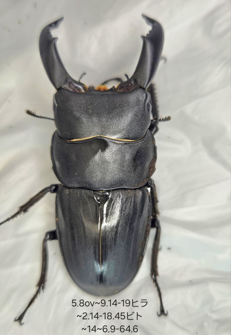 スジブトヒラタクワガタ飼育記2023~ : クワガタ備忘録