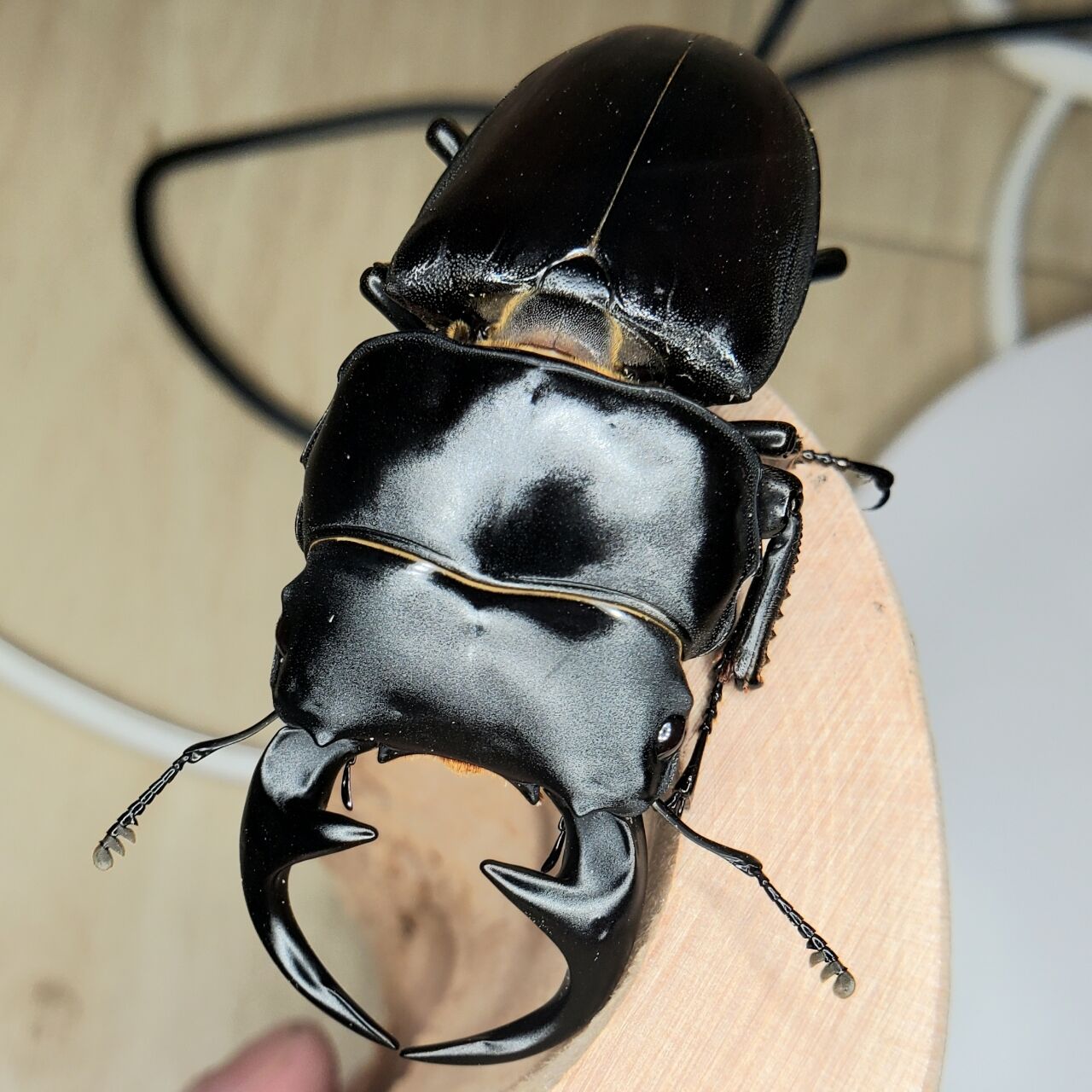 昆虫大系 新時代のハイブリット資産】今逃したら1年待ち『個数限定18金