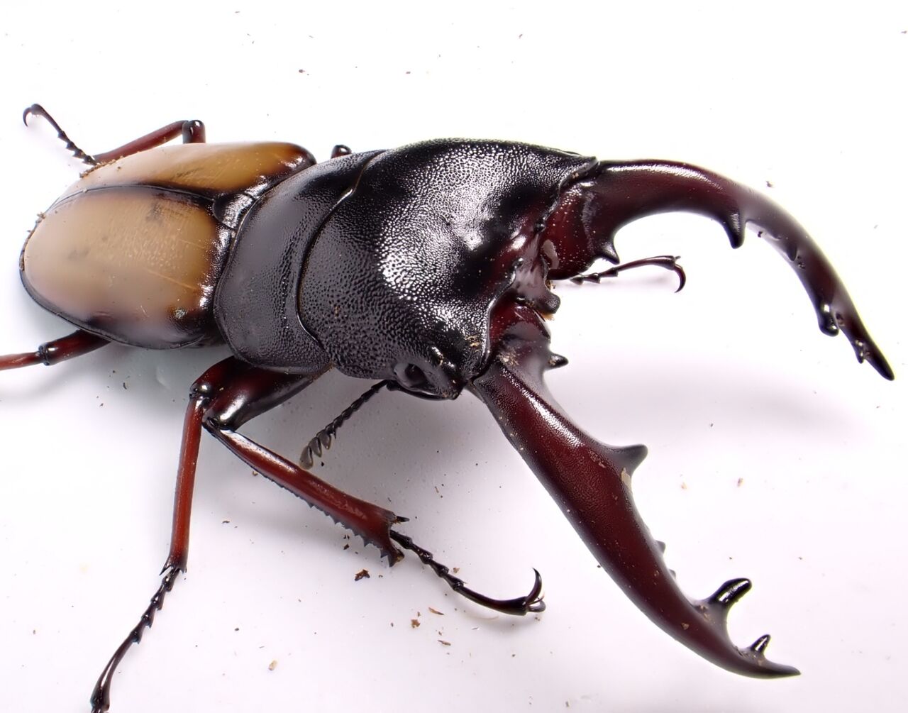 タンザニア産 ウムハンノコギリクワガタ 63mm 31mm <0829z