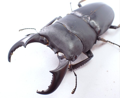 ※大型　良型　マキシカクワガタ♂野外標本 ベトナムダナン産マキシカクワガタ 標本 野外品 - メルカリ