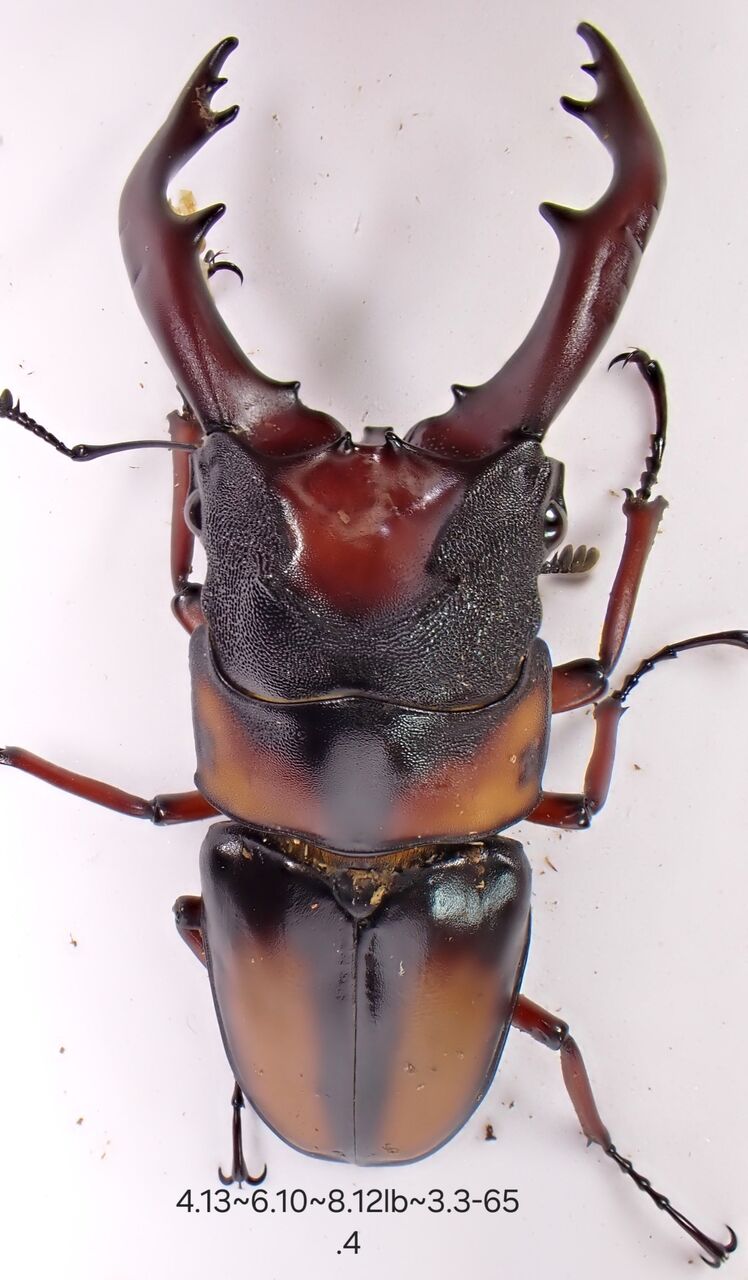 極美】【ノコギリ最高峰】ミラビリスノコギリクワガタ ♂♀♀ 計3頭