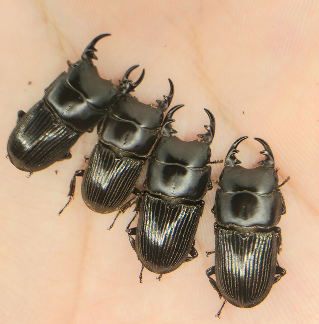 イヘヤネブト飼育記2021~ : クワガタ備忘録