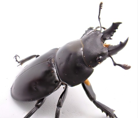 世界のカブトムシ 上 日本のマルバネクワガタ むし社 日本のマルハネクワガタ - クワガタ横丁