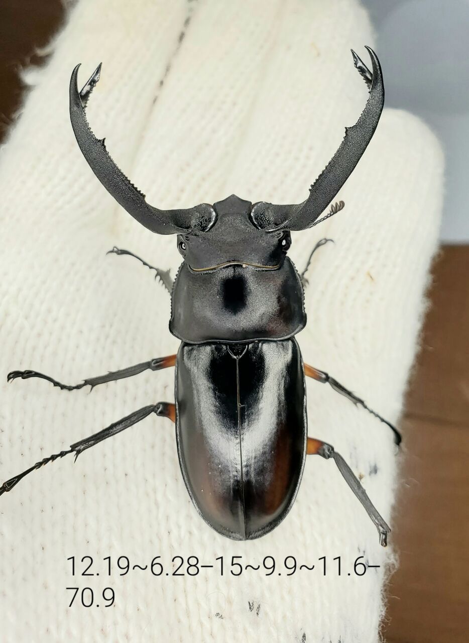 ディディエールシカクワガタ WDF2 ♂67mm ♀39mm キャメロンハイランド産 ディディエールシカクワガタ飼育記