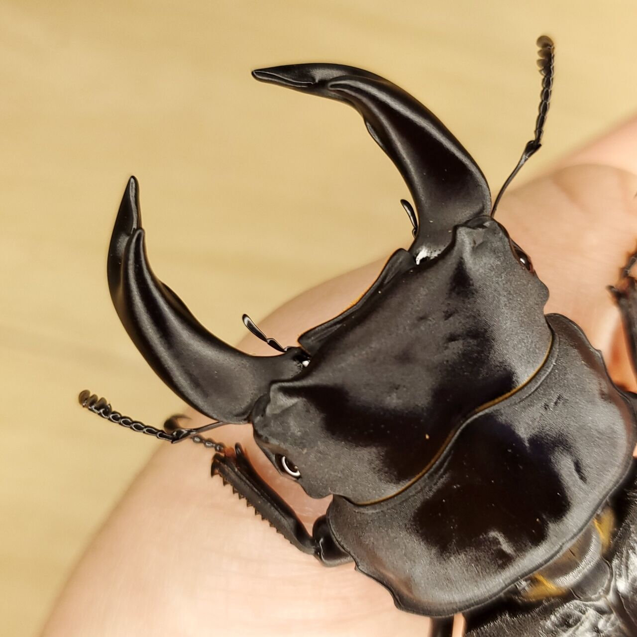ホペイオオクワガタ飼育記 : クワガタ備忘録