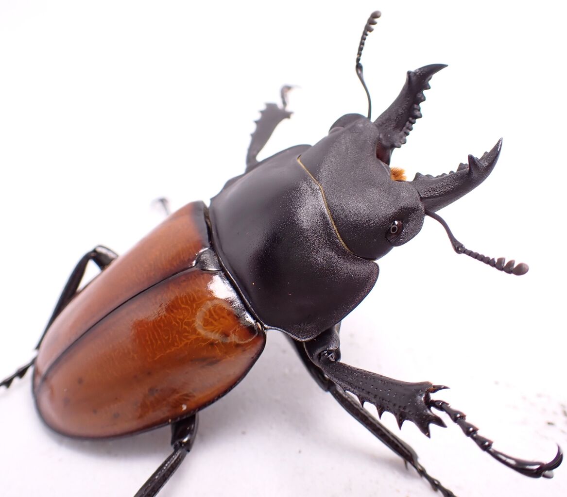 チャイロマルバネクワガタ (チャイロマルバネ クワガタ) ペア 石垣島野