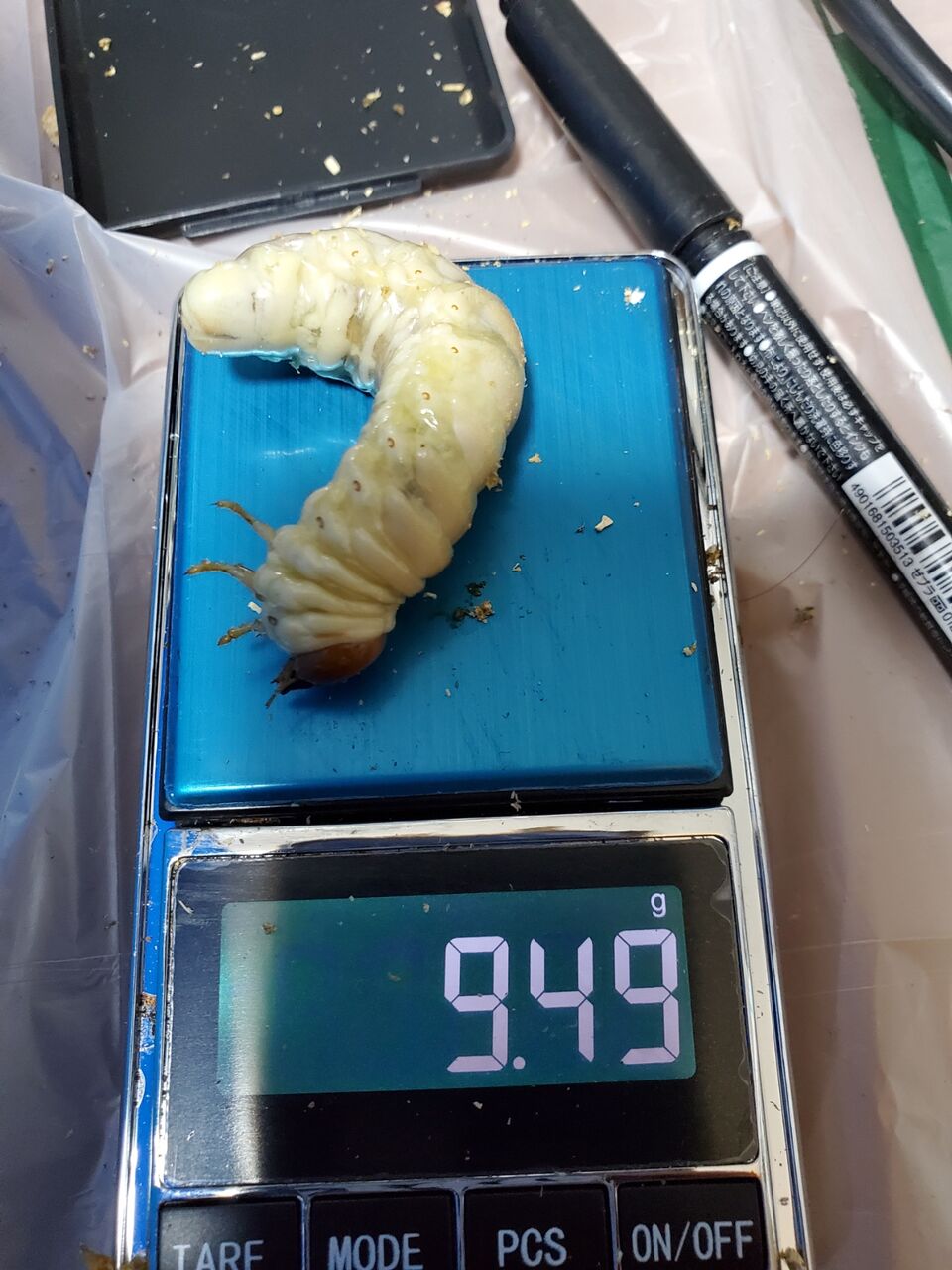 オオクワガタ(山形)飼育記2023~ : クワガタ備忘録