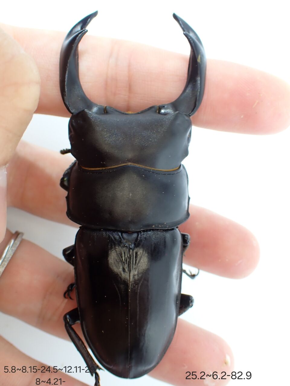 国産オオクワガタ(能勢SR)飼育記2023~ : クワガタ備忘録 国産オオクワガタ(能勢SR)飼育記2023~ : クワガタ備忘録