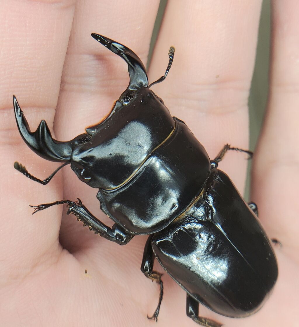 若佐慎一『山神の図』岩絵具・金箔・漆４号　※真作保証