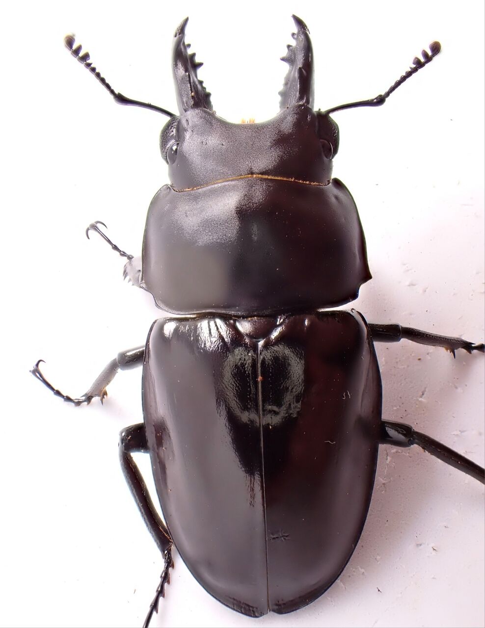 アマミマルバネ（徳之島）♂55ミリ　針穴あり アマミマルバネクワガタ (鹿児島県徳之島天城岳産）CBF1 飼育