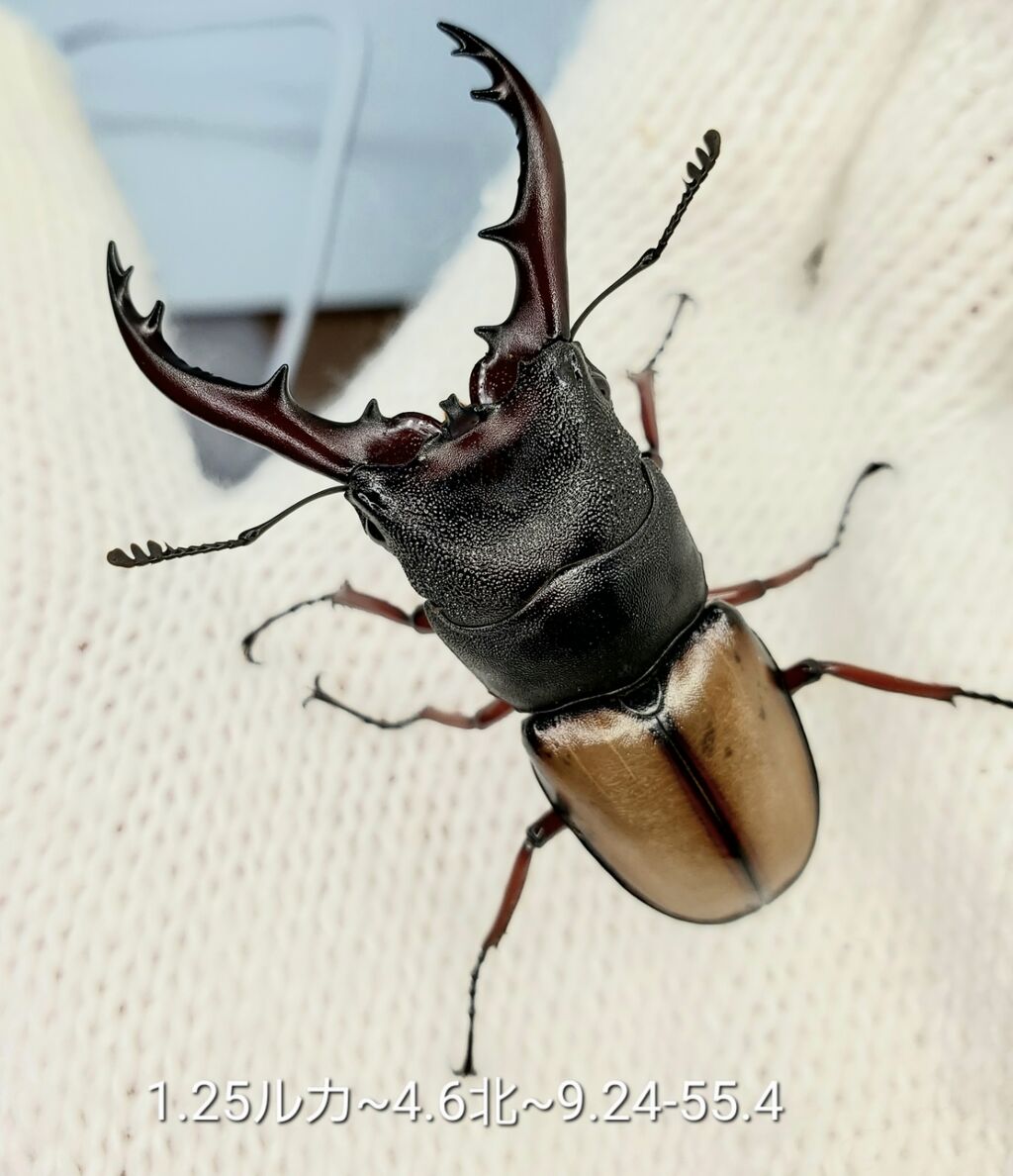 Amazon.co.jp: タンザニア産 ウムハンノコギリクワガタ 63mm 31mm