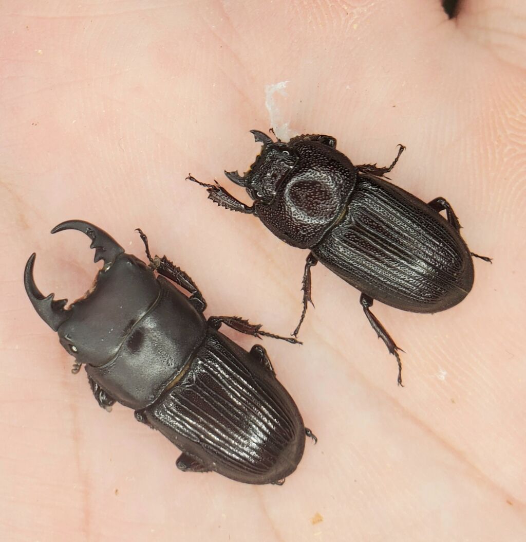 ヤエヤマネブト飼育記 : クワガタ備忘録