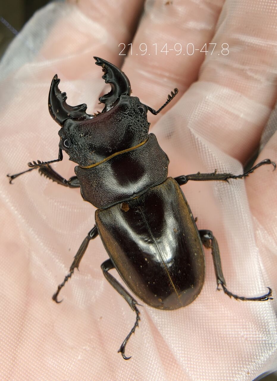 ルマウィノコギリクワガタ初令幼虫4匹セット