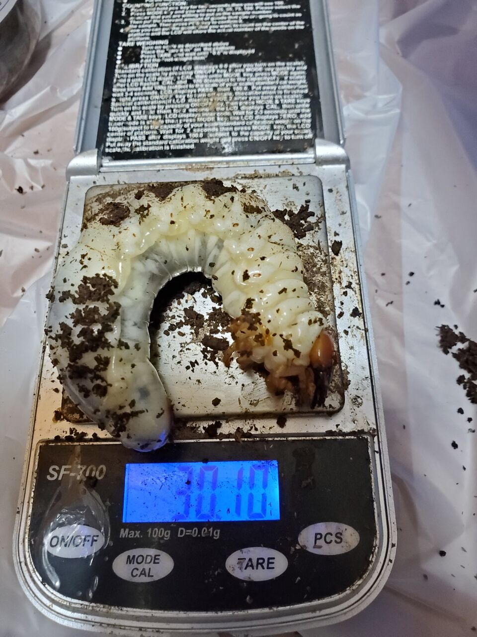 アクベシアヌスミヤマクワガタ飼育記2022~ : クワガタ備忘録 アクベシアヌスミヤマクワガタ飼育記2022~ : クワガタ備忘録