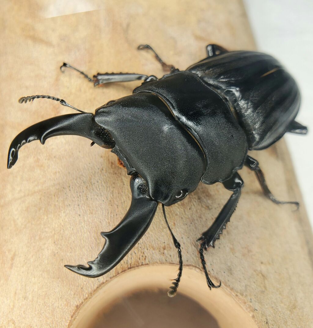 スジブトヒラタ飼育記2021~ : クワガタ備忘録