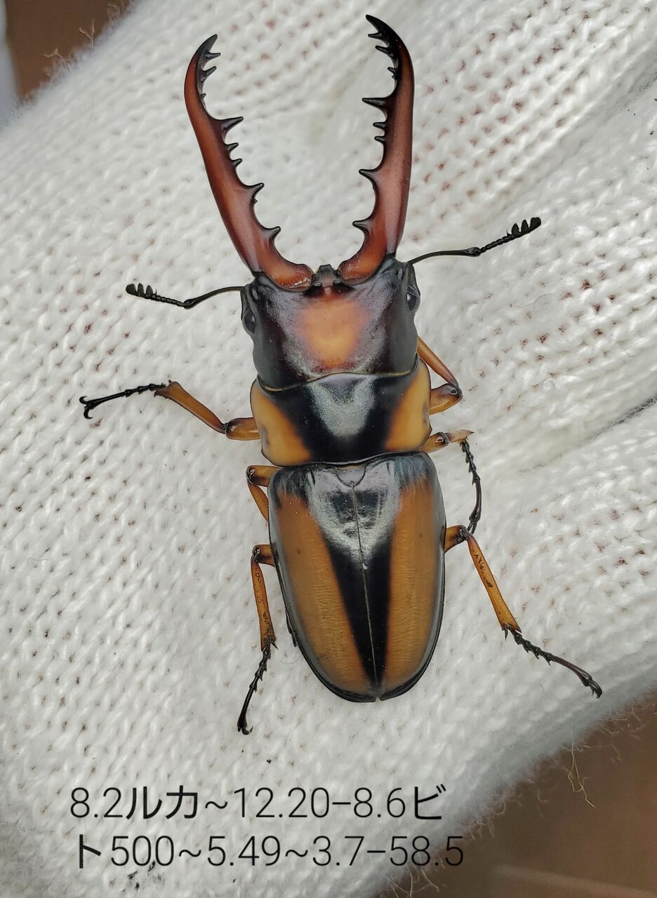 サバゲノコギリクワガタ飼育記2023~ : クワガタ備忘録