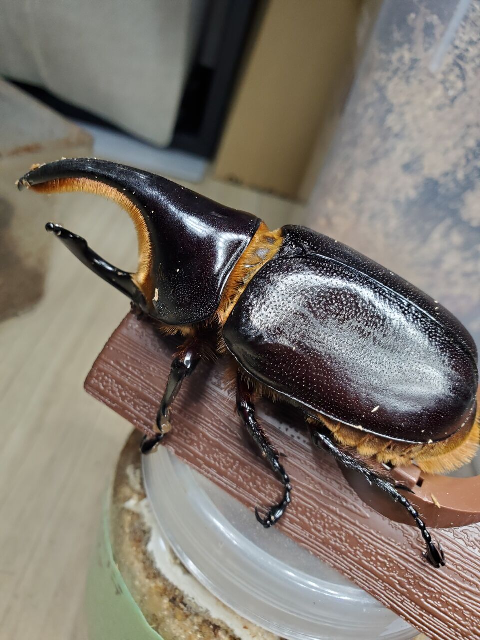 サタンオオカブト飼育記2022~ : クワガタ備忘録