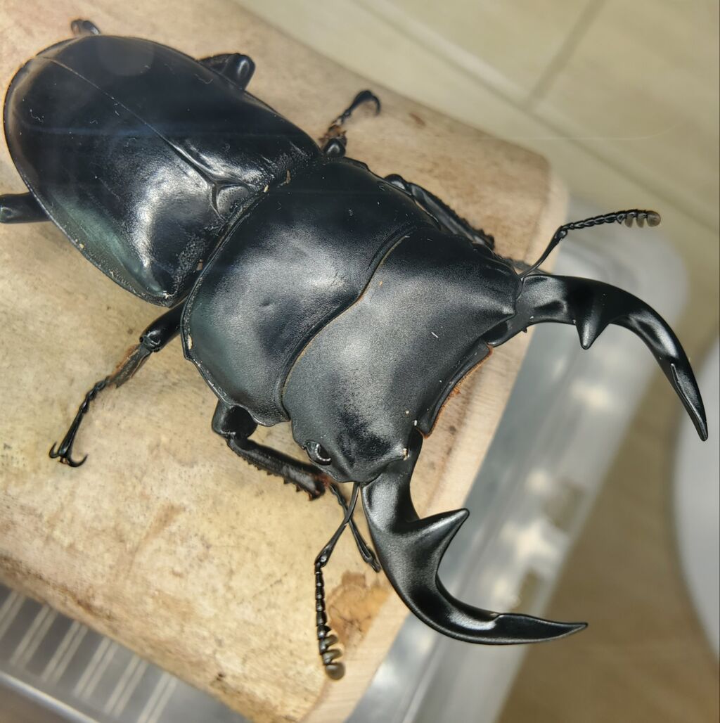 グランディスオオクワガタ 標本 グランディスオオクワガタ 標本 - メルカリ