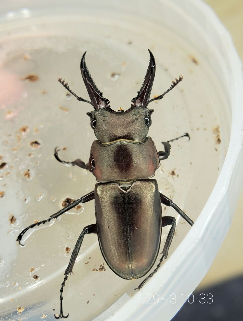 会社で育ててるクワガタ2匹 sddefault.jpg