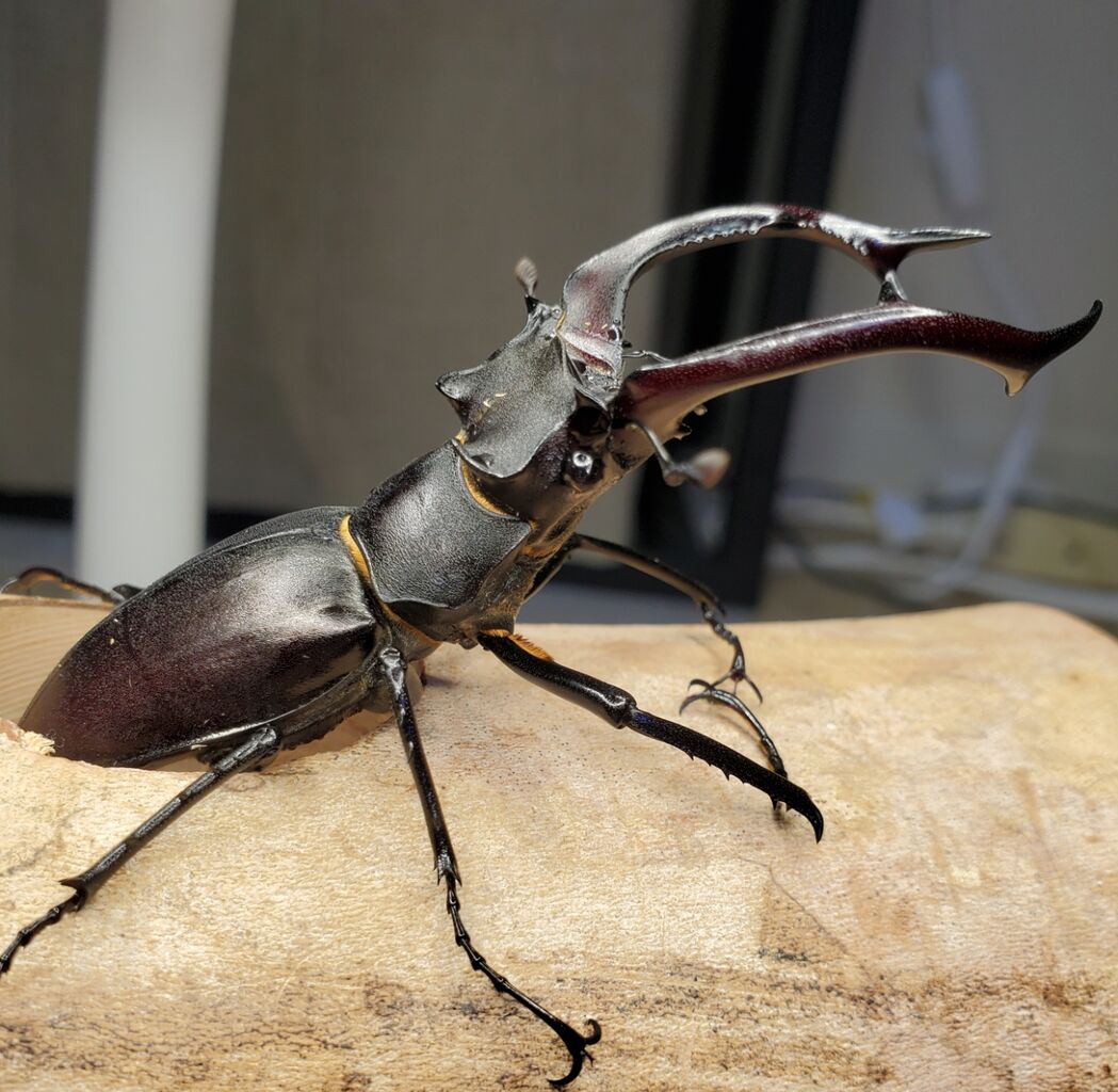 高品質の人気 アクベシアヌスミヤマクワガタ♂野外標本 頼む 標本