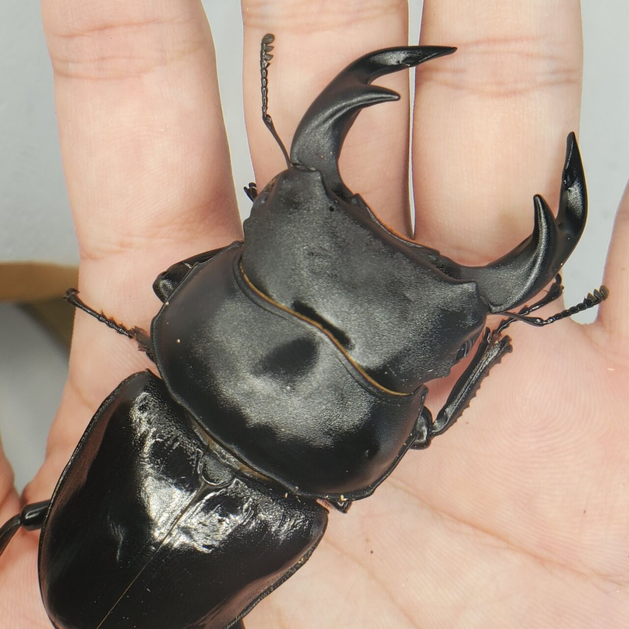 クワガタ備忘録 タイワンオオクワ飼育記