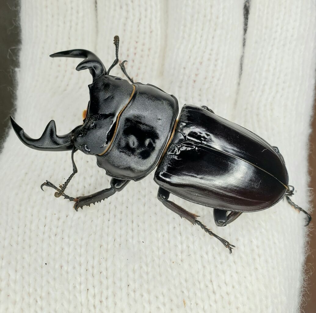 カブトボーグ グランディスオオクワガタ ばっさー様専用グランディスオオクワガタ 90mmUP - メルカリ