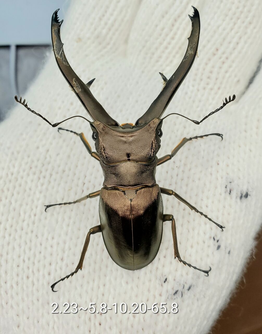 インペラトールホソアカ　クワガタ　インペラトール Introduction to the Imperator Stag Beetle and Egg-laying Set