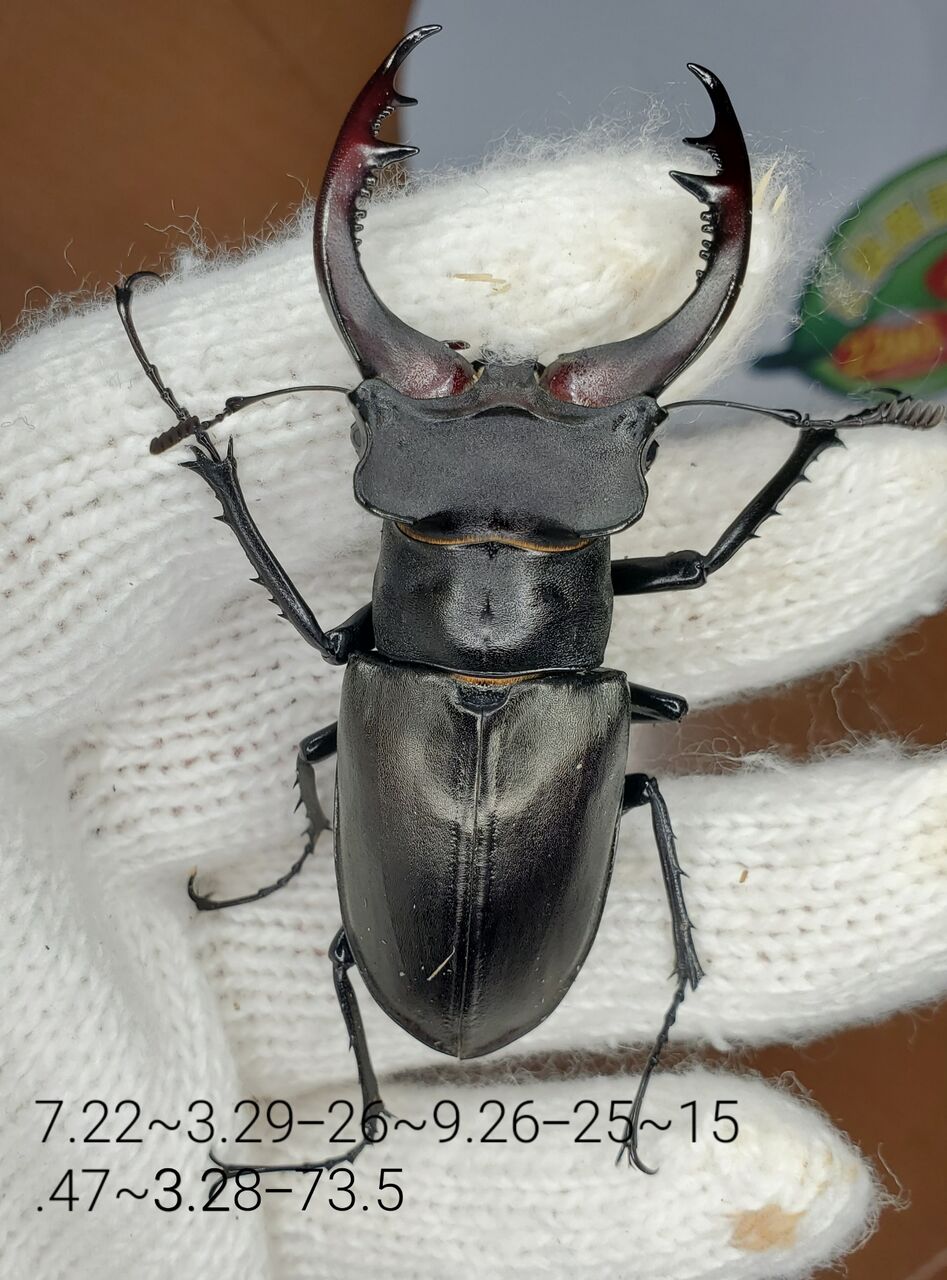 アクベシアヌスミヤマクワガタ飼育記2022~ : クワガタ備忘録 アクベシアヌスミヤマクワガタ飼育記2022~ : クワガタ備忘録