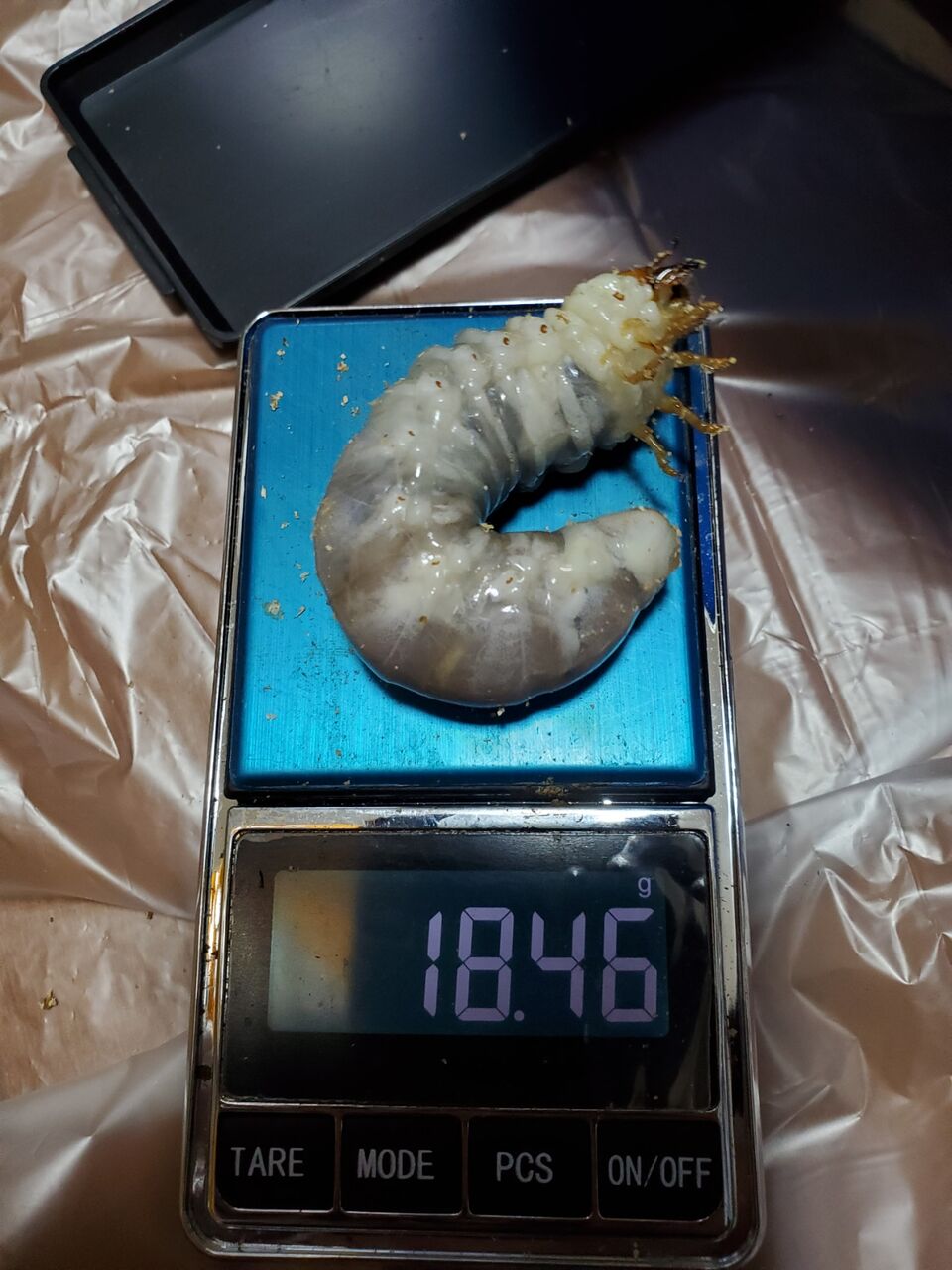 サキシマヒラタクワガタ飼育記2023~ : クワガタ備忘録