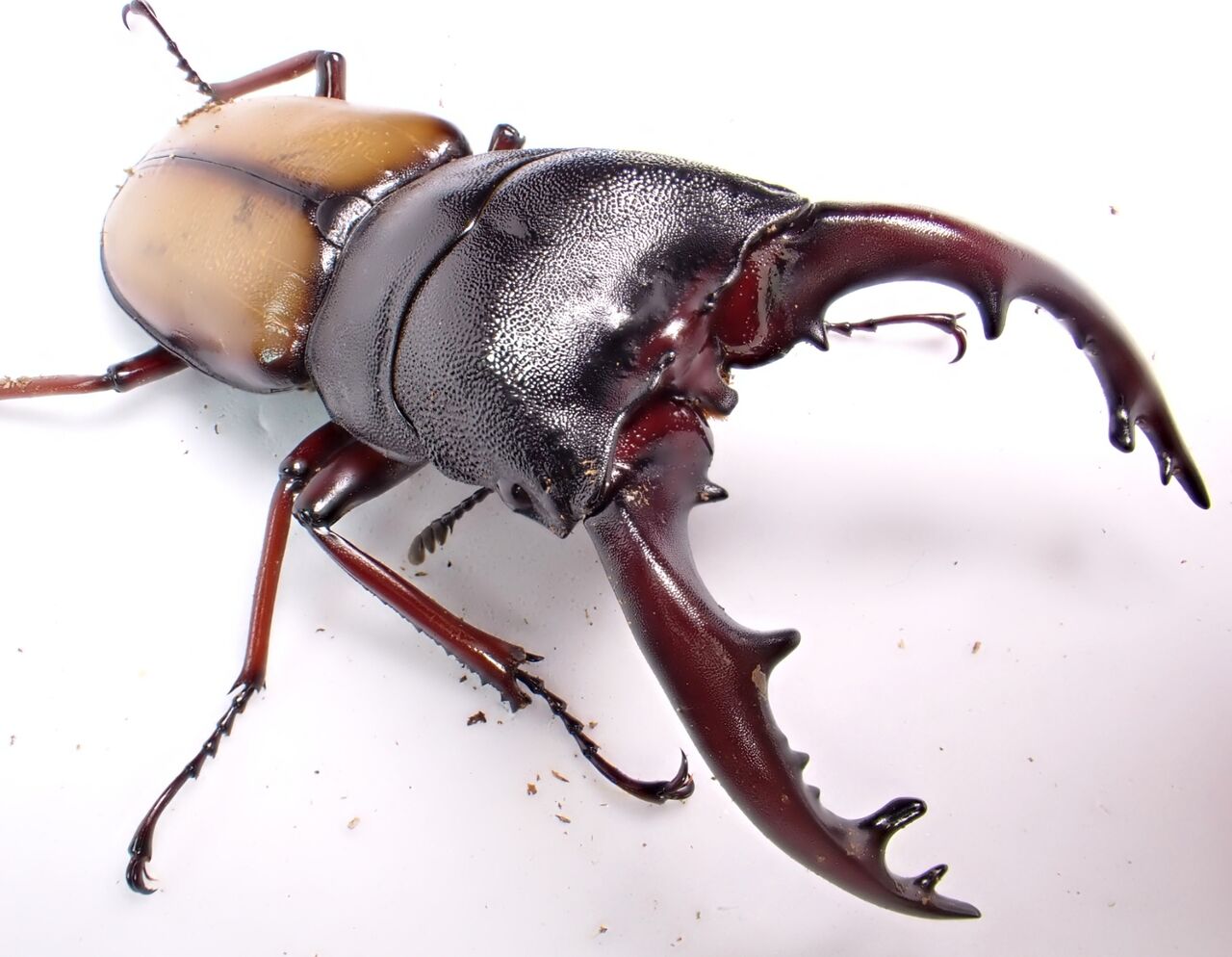 タンザニア産　ウムハンノコギリクワガタ　63mm 31mm タンザニア産 ウムハンノコギリクワガタ 63mm 31mm <0829z昆虫