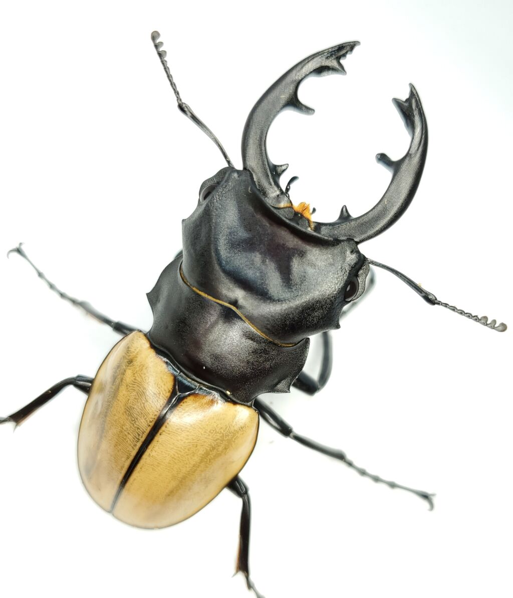 モウホツヤクワガタ飼育記2023~ : クワガタ備忘録