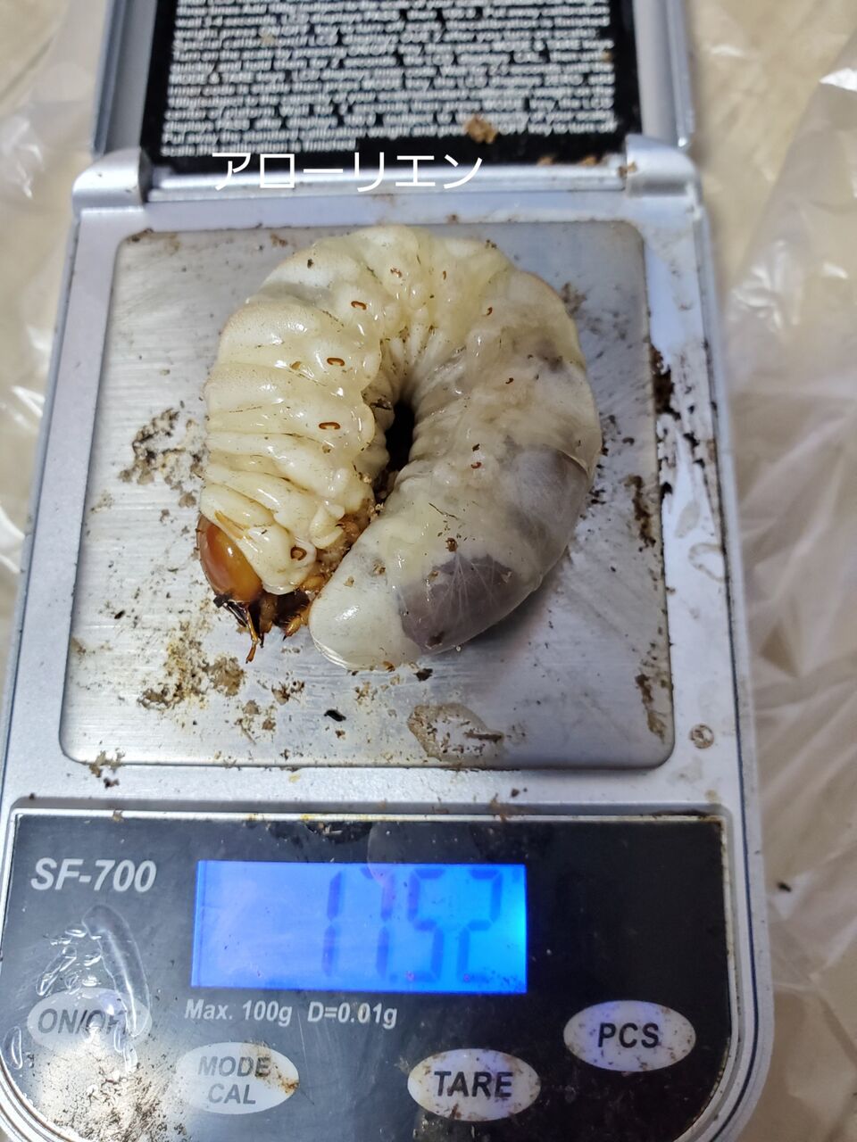 ☆ 残り僅か アローコクワssp.リエン(アローコ クワガタ リエン)1♂2♀トリオ CBF1① ☆ アローコクワ 亜種リエン ベトナム コントゥム省 休眠どうして短い