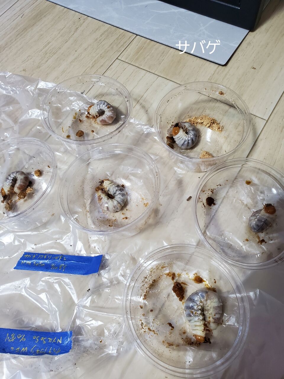 クワガタ備忘録 サバゲノコギリ