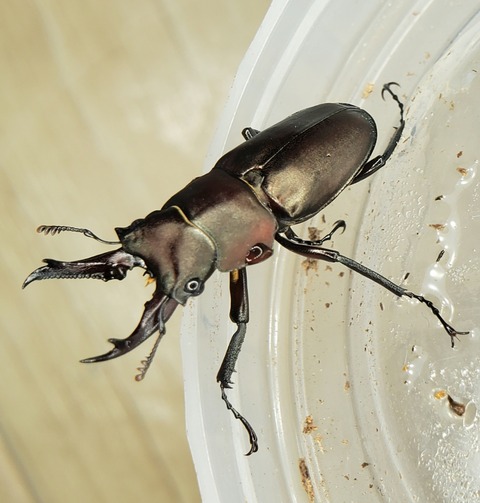 キンオニクワガタ 約35ミリ 野外品標本 キンオニクワガタ 35ミリペア - クワガタ横丁