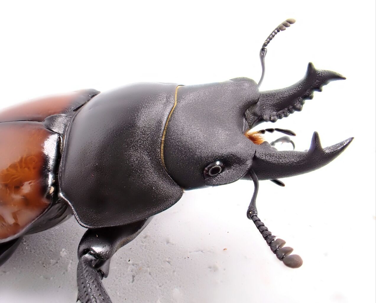 ufmウエダ× Catskill Research Inc. カンタータ2100 2025年最新】ufm カンタータの人気アイテム - メルカリ