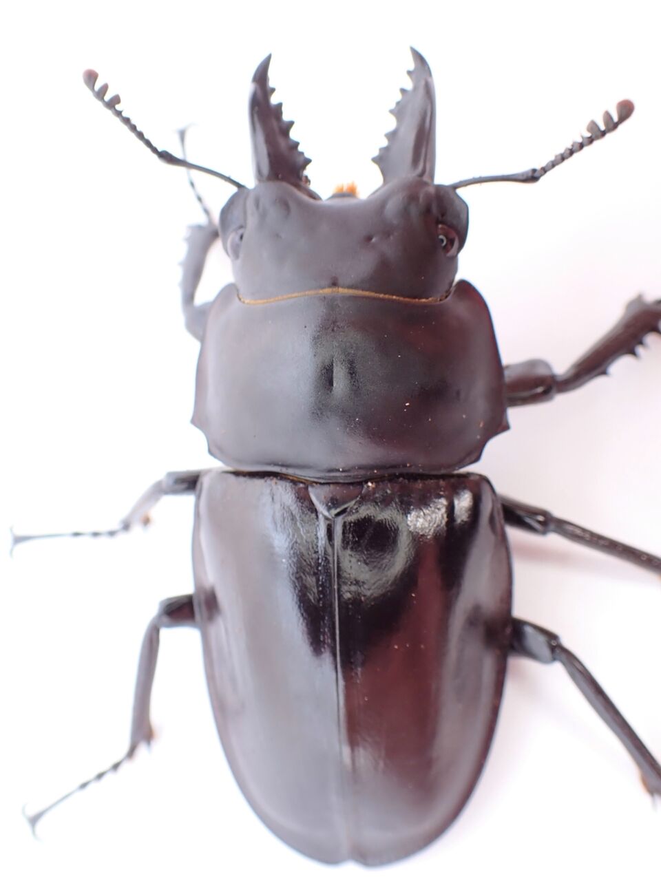 まさかのペアで羽化！初挑戦のアマミマルバネクワガタ徳之島産 